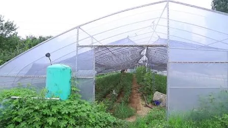Serra agricola da giardino ad arco a pannello singolo con sistema di coltivazione idroponica per agricoltura/pollame/verdure/pomodori/fragole