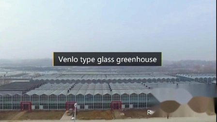 Venlo Serra cava a doppio vetro temperato con sistema di coltivazione idroponica per verdure/fiori/pomodori/fattoria/giardino/ristorante ecologico/agricoltura