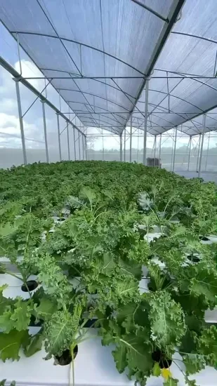 Sistemi di coltivazione idroponica indoor Aeroponics Nft Giardino verticale domestico